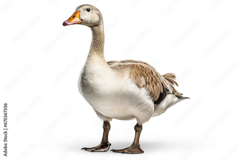 Elegant Profile: A Goose's Portrait,goose isolated on white,goose isolated on white background Elegant Profile: A Goose's Portrait,goose isolated on white,goose isolated on white background