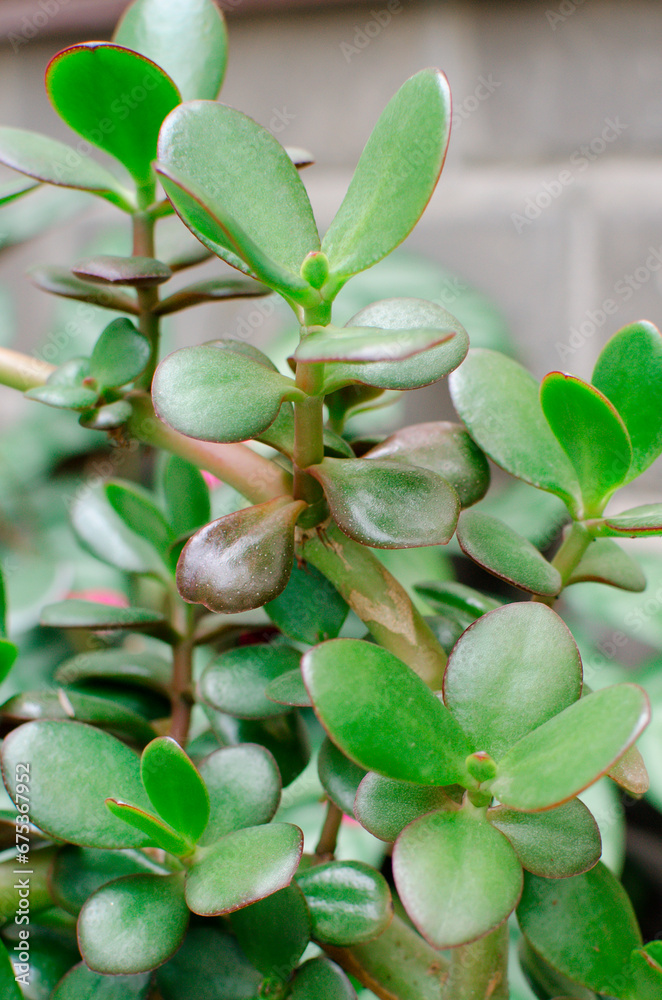 A closeup of jade plant in a pot A closeup of jade plant in a pot