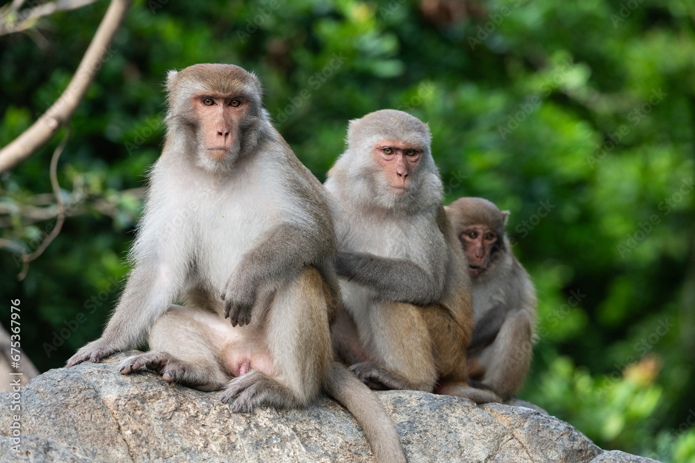 Family of three macaque monkeys
