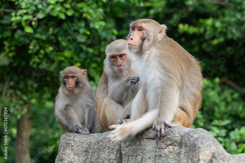 Family of three macaque monkeys