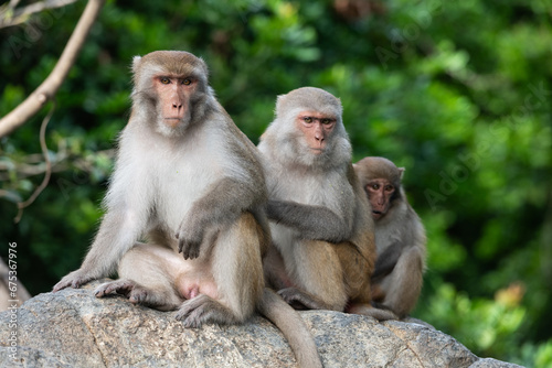Family of three macaque monkeys © Max Zolotukhin
