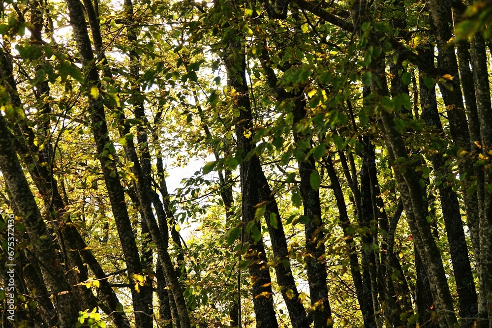 Scenery of a forest with yellow foliage: Autumn foliage concept with tree branches with yellowed leaves and yellow leaves fallen Scenery of a forest with yellow foliage: Autumn foliage concept with tree branches with yellowed leaves and yellow leaves fallen
