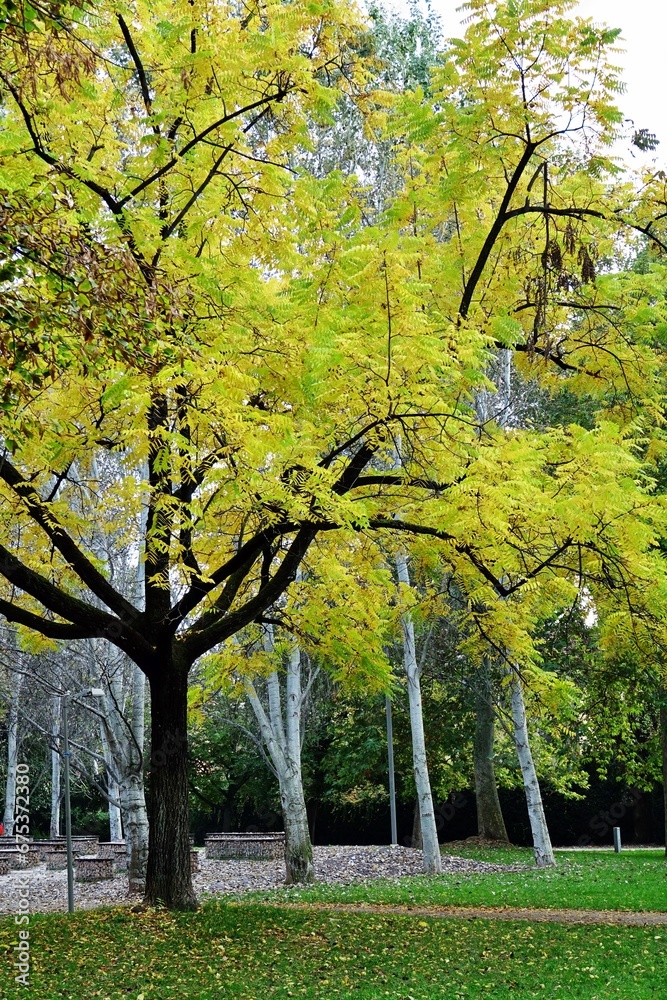 Naklejka premium Scenery of a forest with yellow foliage: Autumn foliage concept with tree branches with yellowed leaves and yellow leaves fallen