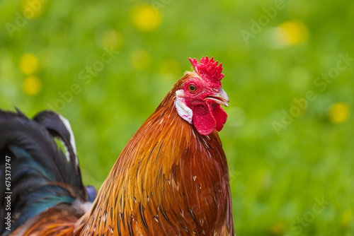 Beautiful colorful ornamental little rooster. He has a red comb and a lobe.