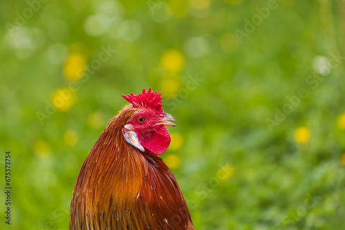 Beautiful colorful ornamental little rooster. He has a red comb and a lobe.