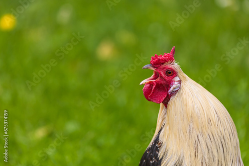 Beautiful colorful ornamental little rooster. He has a red comb and a lobe.