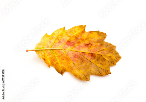 autumn oak leaf