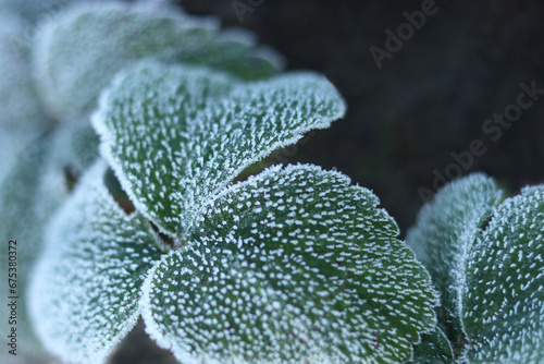 Morning frost on green leaves Strawberry. Winter macro. Morning plants in an ice crust. Detail of frozen leaves. Frozen plants texture. Hoarfrost in winter. Rime ice crystals on leaves in the garden photo