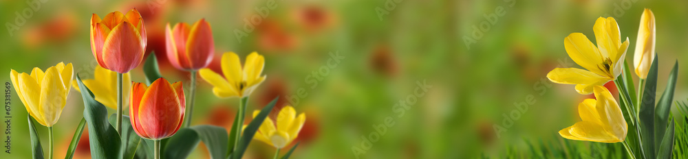 beautiful tulips on a blurred background with copy space for text beautiful tulips on a blurred background with copy space for text