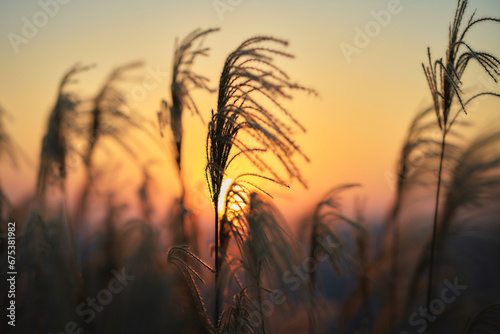 Foto 夕陽とススキ