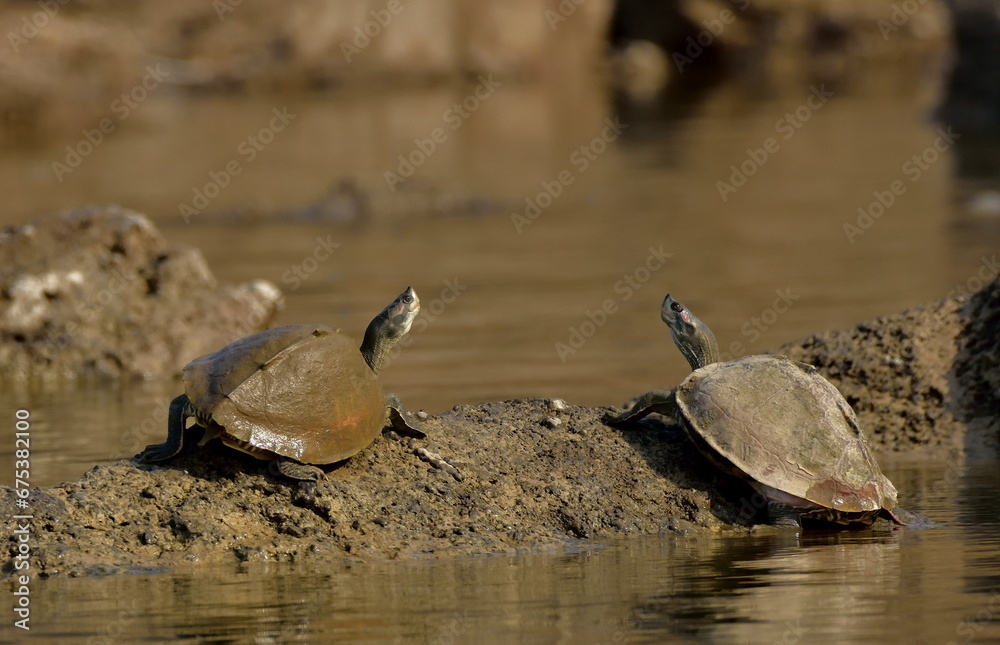 Indian narrow-headed softshell turtle, three-striped roof turtle and crowned river turtle