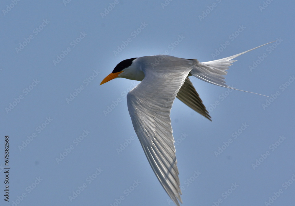 river tern or just river tern (Sterna aurantia) is a tern in the family Laridae. It is a resident breeder along inland rivers river tern or just river tern (Sterna aurantia) is a tern in the family Laridae. It is a resident breeder along inland rivers