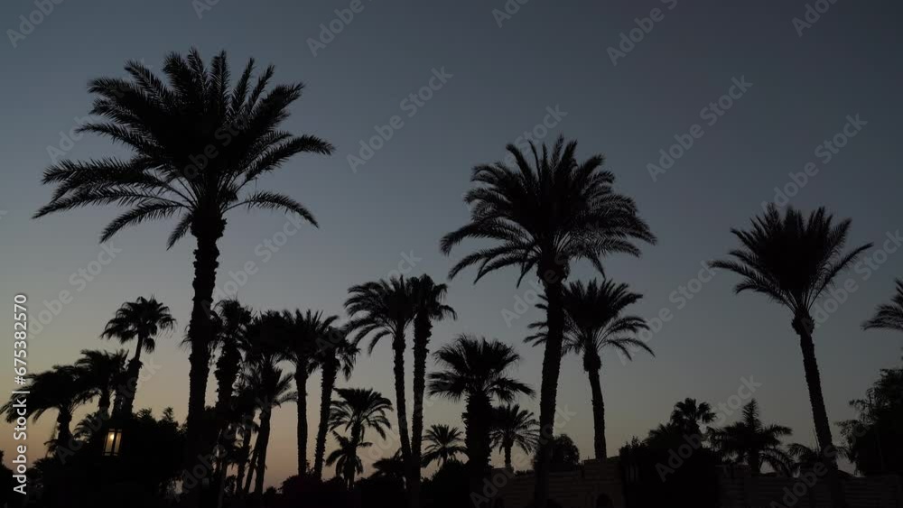 Landscape with many silhouettes of palm trees at night Landscape with many silhouettes of palm trees at night