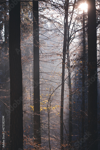 Amazing rays of light falling through the branches of the trees. Light fog in the coniferous forest in the cold season. Unique fairy tale landscape with sun rays during winter season