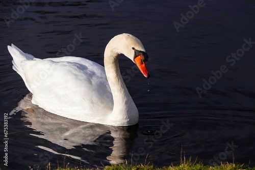 Beautiful majestic white swan swimming on a dark blue lake
