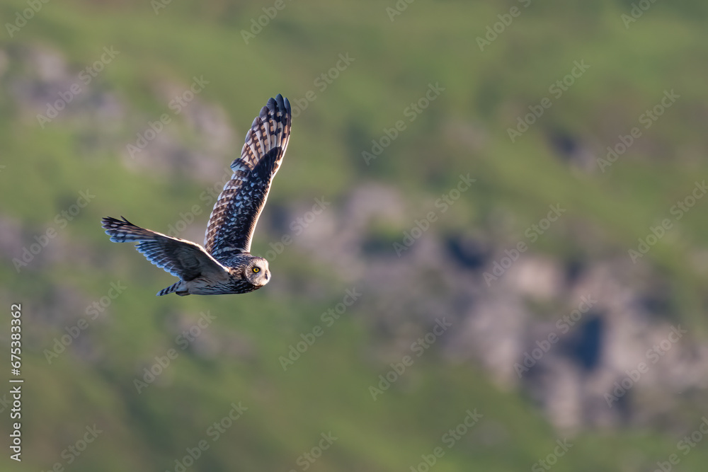 Fototapeta premium Short-eared owl (Asio flammeus), Perthshire, Scotland