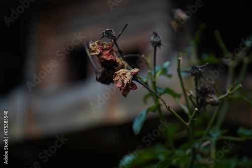 Close-up image of a dead dry flower and leaves photo