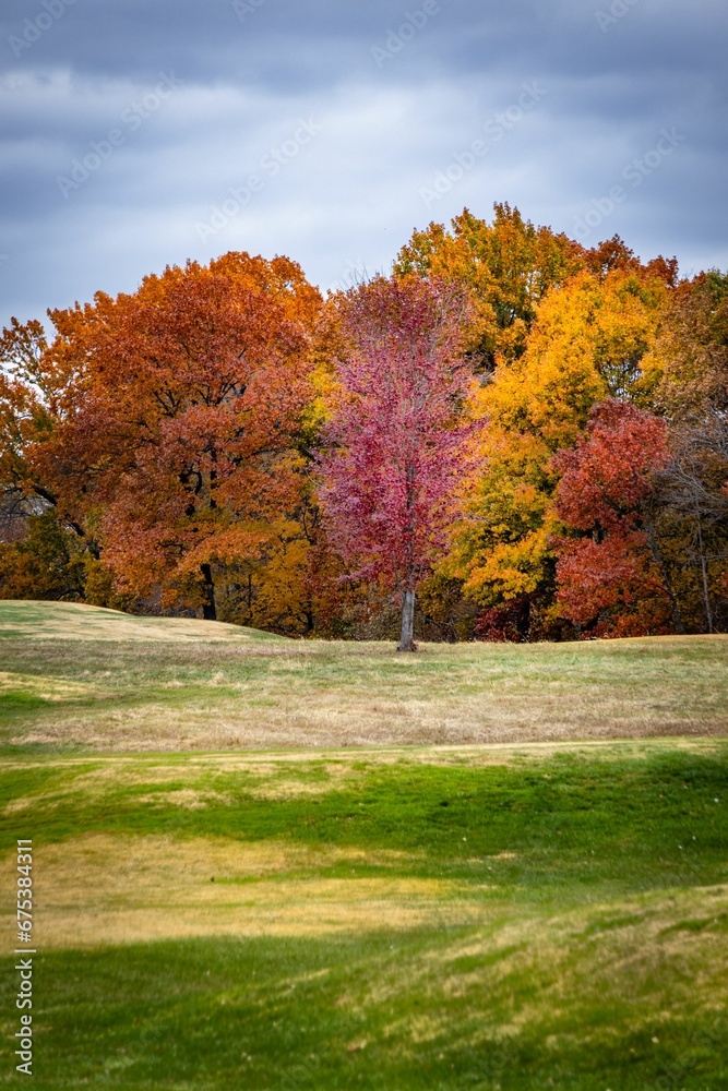 Scenic view of beautiful trees in autumn