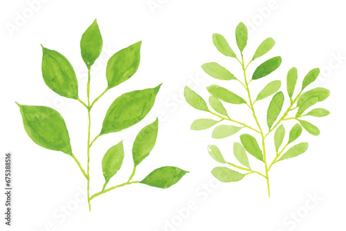 watercolor leaves illustration set - green leaf branches collection for wedding, greetings, stationary, wallpapers, fashion, background. olive, green leaves, Eucalyptus etc