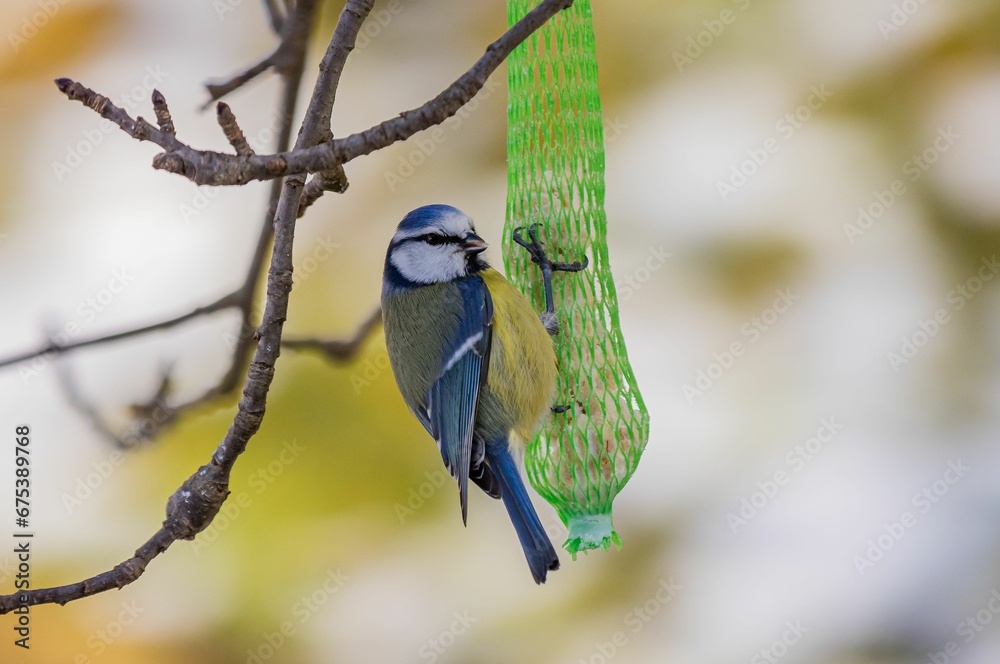 Naklejka premium Closeup of Eurasian siskin (Spinus spinus) near a bird feeder hanging on a tree