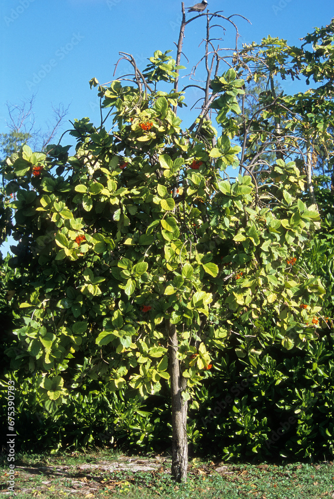 Fototapeta premium Cordia sebestena , Cordia arbre geranium, Sébestier