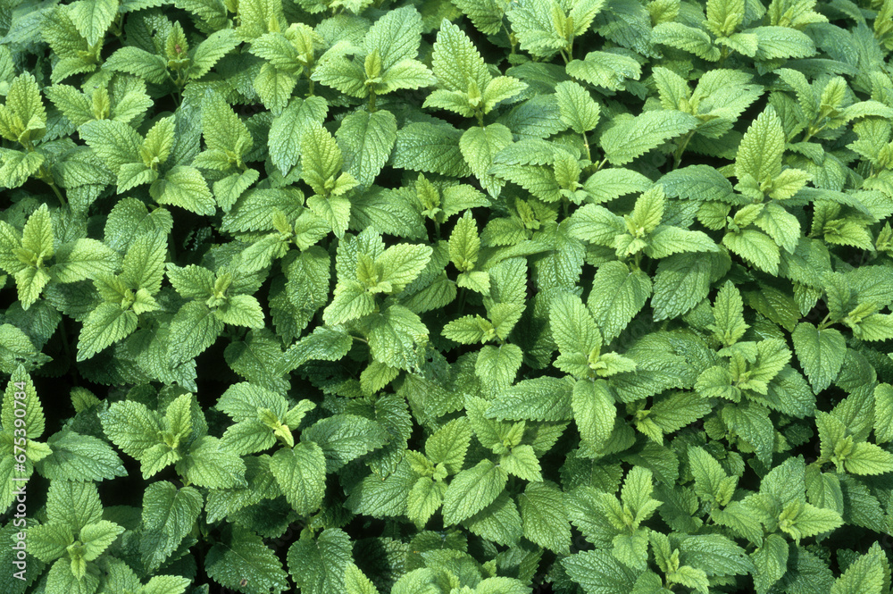 Obraz premium Melissa officinalis, Mélisse