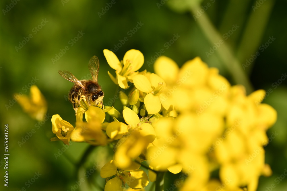 Bee on a flower Bee on a flower