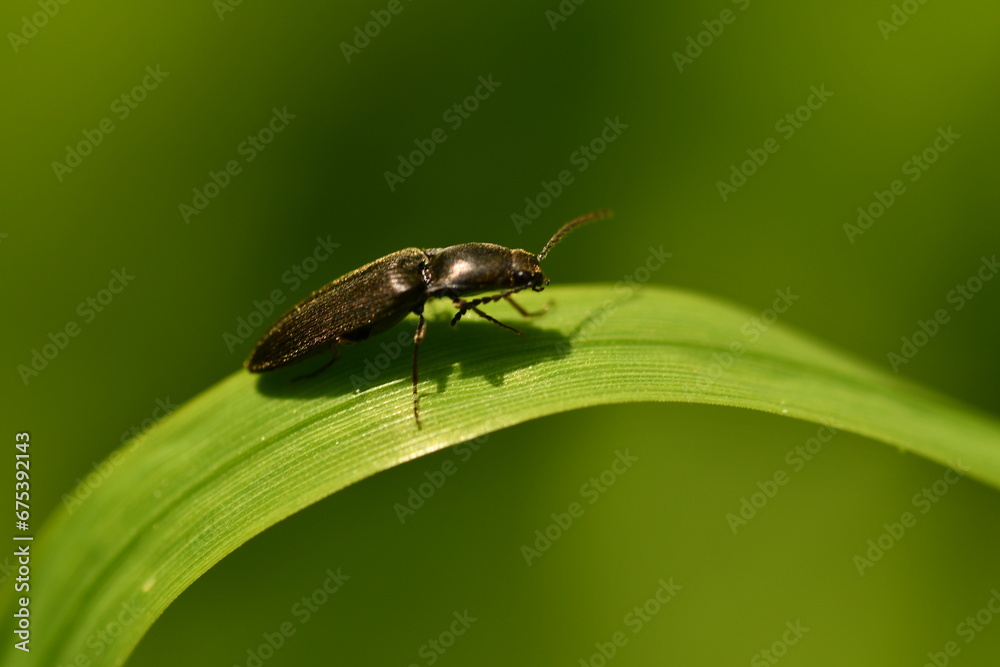 bug on a leaf bug on a leaf