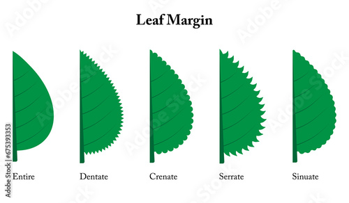 Foto Leaf margin. Entire, dentate, crenate, serrate, sinuate.