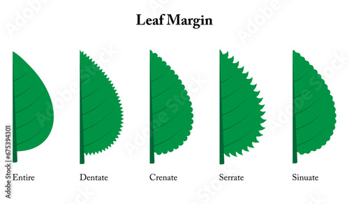 Leaf margin. Entire, dentate, crenate, serrate, sinuate.