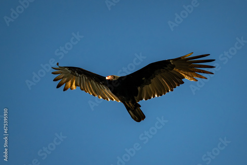 Flying Vulture © Miguel