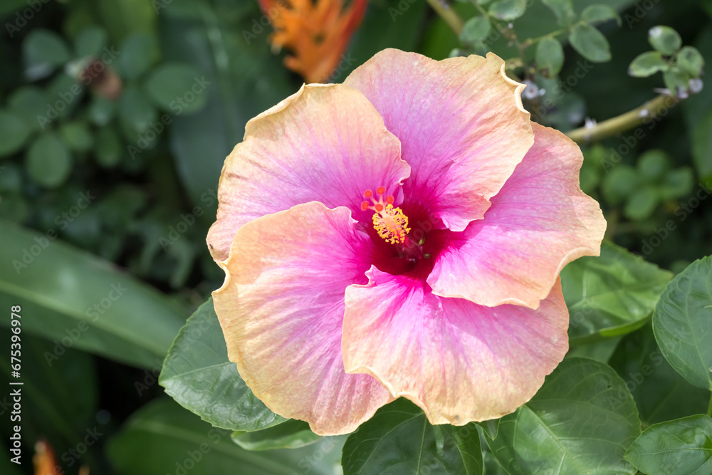 Beautiful Chinese Hibiscus flower in the park.	