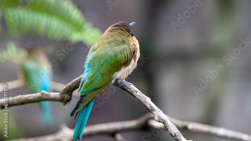 Beautiful Blue-tailed bee-eater bird perched atop a tree branch against a sunny backdrop © Wirestock