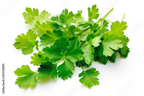 Cilantro fresh healthy herb on white background. Fresh wholefoods farmer's market produce. Healthy lifestyle concept and healthy food.