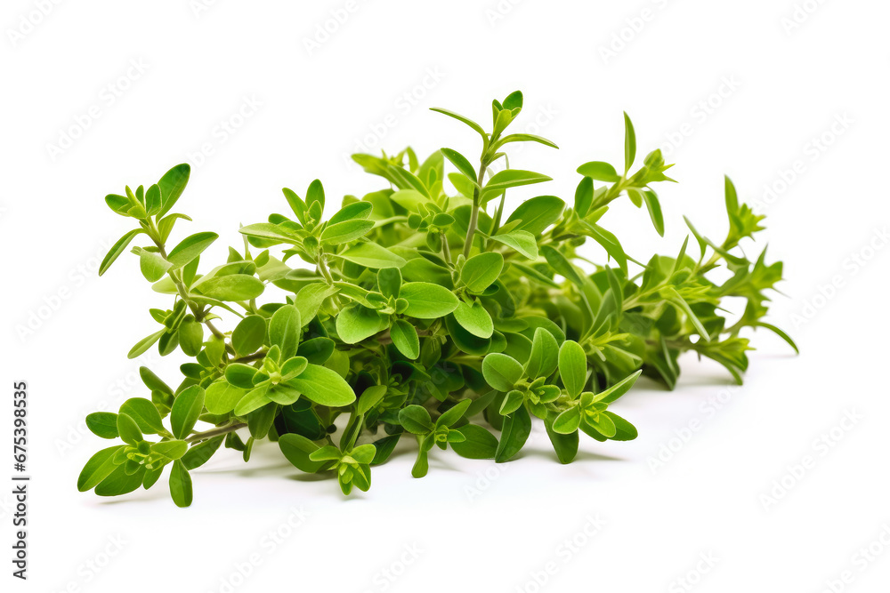 Thyme fresh healthy herb leaves on white background. Fresh wholefoods farmer's market produce. Healthy lifestyle concept and healthy food. Thyme fresh healthy herb leaves on white background. Fresh wholefoods farmer's market produce. Healthy lifestyle concept and healthy food.