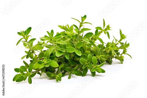 Thyme fresh healthy herb leaves on white background. Fresh wholefoods farmer's market produce. Healthy lifestyle concept and healthy food.