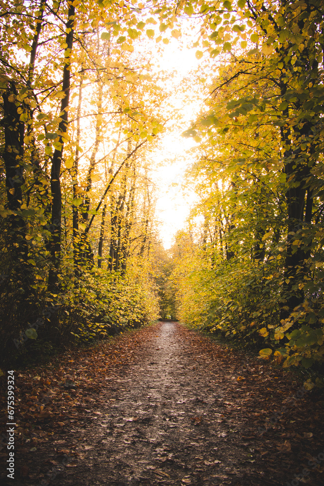Obraz premium Yellow-orange leafy avenue around a footpath in the GhentBrugge area in the east of Ghent, Belgium. Autumn season during November