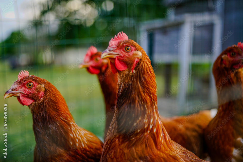Fototapeta premium Closeup of Brown Chickens in a Fenced Run