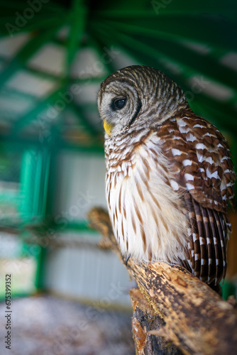 Owl Perched on a Stick Looking Sad With a Clipped Wing