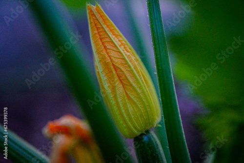 Closeup Zucchini Flower Ready to Blossom