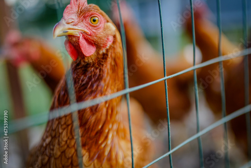 Closeup of Chickens Behind a Fenced Chicken Run