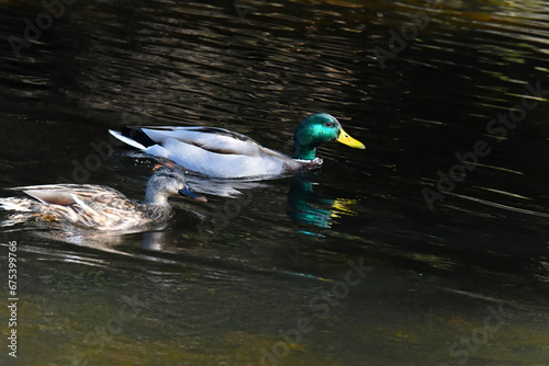 Canard