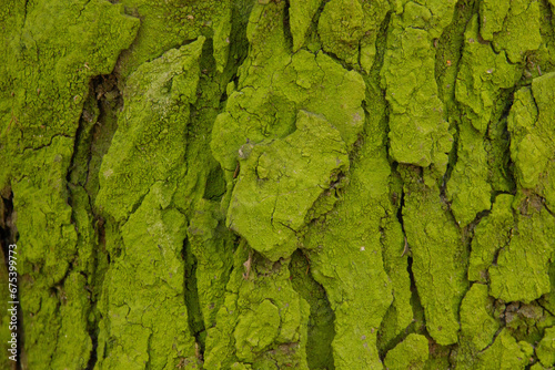 Green bark on a tree trunk, green moss close-up