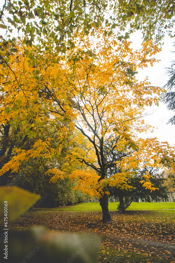 Autumn colours in Citadel park in Ghent, Flanders region, Belgium. Belgian landscape in November. Red-orange-yellow leaves. Romantic and idyllic scenery