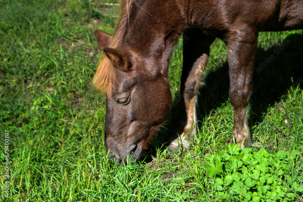 Portrait of a beautiful horse that eats grass Portrait of a beautiful horse that eats grass