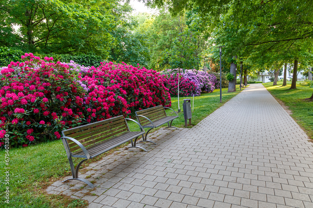 Flowering rhododendrons in the city park in Bad Hersfeld town. Germany. - obrazy, fototapety, plakaty 