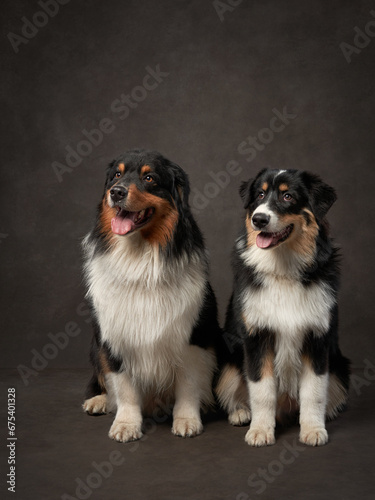 Two Australian Shepherds dogs in a studio setting, their cheerful dispositions evident. Studio lighting highlights the glossy coats and playful spirits of these canines