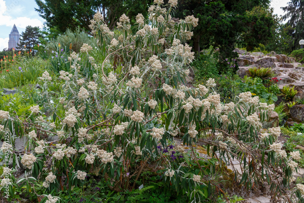 Fototapeta premium Buddleja loricata plant, evergreen shrub endemic