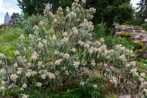 Buddleja loricata plant,  evergreen shrub endemic photo