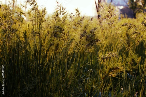 tall grass blowing in the wind at sunset with trees in the background